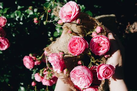 Beautiful fresh roses in handの写真素材