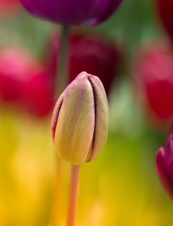 Outstanding colorful tulip flower bloom in the spring  gardenの写真素材