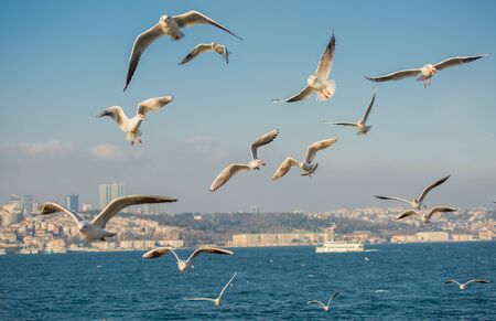 Seagull flying over the sea in Istanbul urban environment