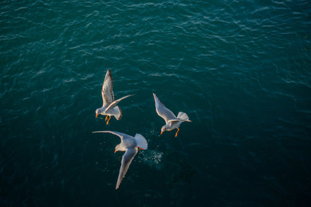 Seagulls are on and  over the sea water