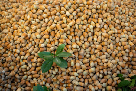 Ripe unshelled hazelnuts  as nut  background in view