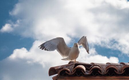 Seagull standing on a tiled roof of a buildingの写真素材