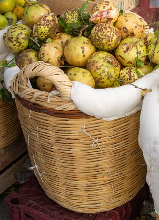 Group of immature yellow pomegranates in the viewの写真素材