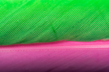 Studio shot photo of colored bird feathers as texture background