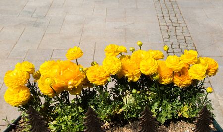 The Flower pot with beautiful flowers in itの写真素材