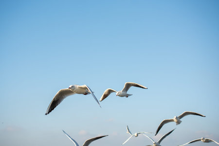 Seagull flying over the sea in Istanbul urban environment