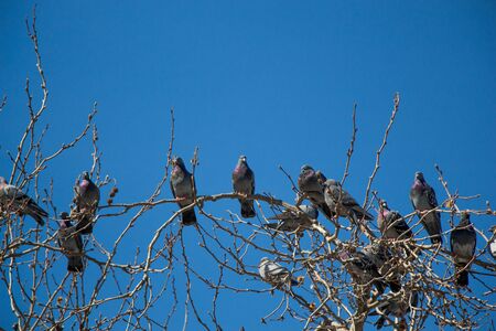 Pigeons are sitting on the tree branchの写真素材