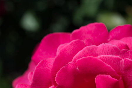 Beautiful fresh roses in close up view
