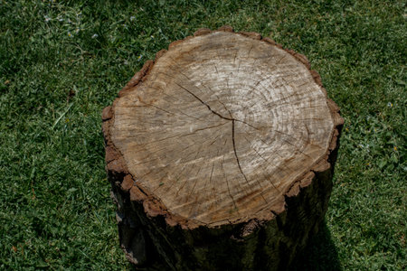Cut tree stump in view outdoorsの写真素材