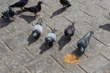 Lovely pigeon birds feed in an urban environmentの写真素材