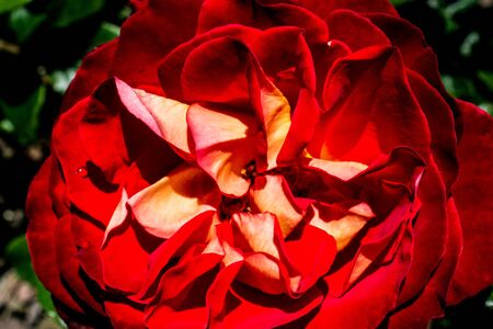 Colorful fresh rose in the close up viewの写真素材