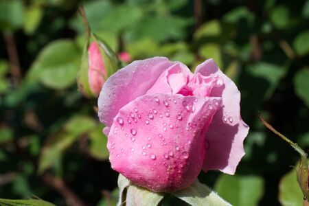 Blooming beautiful colorful rose bud in garden backgroundの写真素材