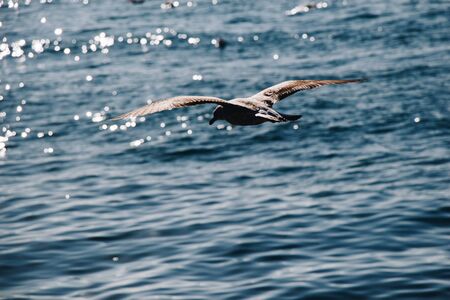 Single seagull flying over sea the sea watersの写真素材
