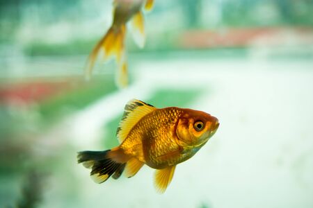 Colorful fish swimming in an aquariumの写真素材