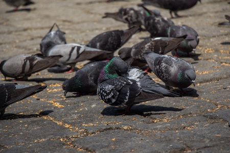 Lovely pigeon birds feed in an urban environment