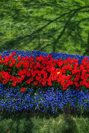 Red color Tulips Bloom in Spring in gardenの写真素材