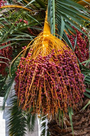 Ripe fruits hang on palm  tree. Tropical fruitsの写真素材