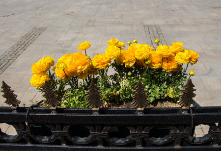 The Flower pot with beautiful flowers in it