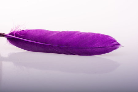 Studio shot photo of colored bird feathers as texture background