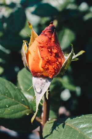 Blooming beautiful colorful rose bud in garden backgroundの写真素材