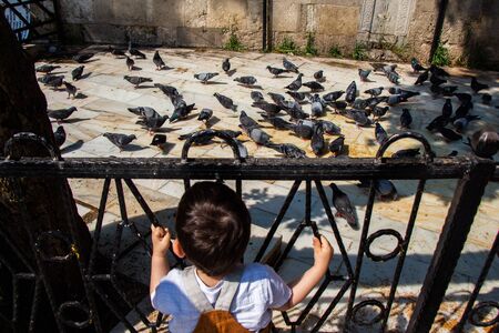 Little kid amid Lovely pigeon birds feed in an urban environmentの写真素材