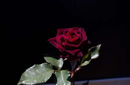 Beautiful colorful Rose Flower on garden backgroundの写真素材