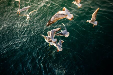 Seagulls are on and  over the sea waterの写真素材