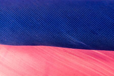 Studio shot photo of colored bird feathers as texture backgroundの写真素材