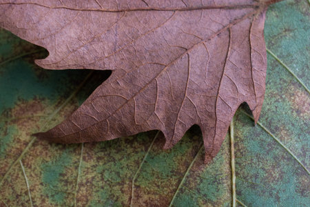 Dry tree leaf as  Autumn composition background