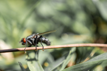 Housefly House fly (Musca domestica) on green background