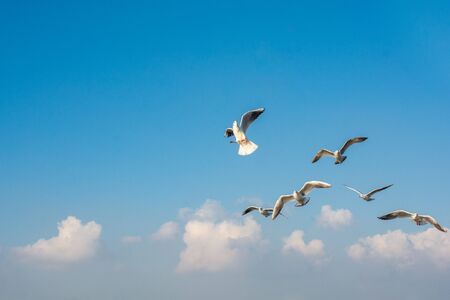 Seagull flying over the sea in Istanbul urban environmentの写真素材
