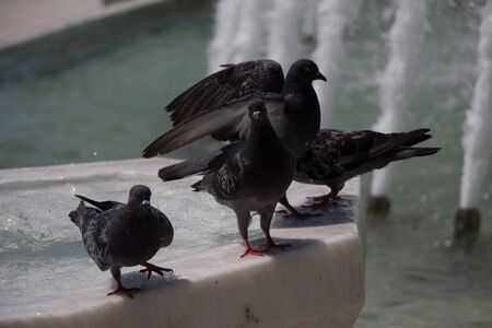 City pigeons by the side of water at a fountainの写真素材