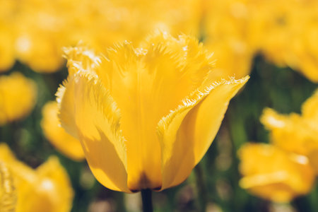Beautiful tulips flower for postcard beauty concept design
