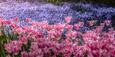 Blooming tulips  flowers in  as  floral plant  backgroundの写真素材