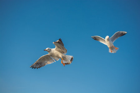 Seagull flying in sky. Seagull flying sky as freedom conceptの写真素材