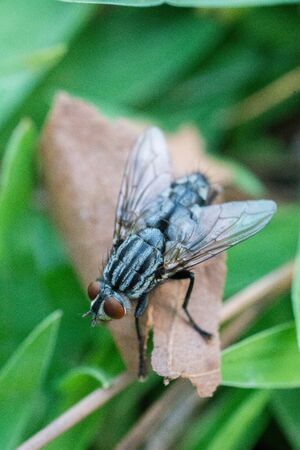 Housefly House fly (Musca domestica) on green backgroundの写真素材