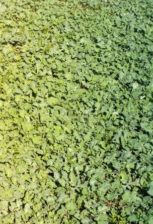 Leaves  as floral plant nature background  textureの写真素材