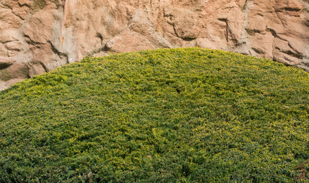 Abstract spring plant texture  for natural background. Green Leaf concept.の写真素材