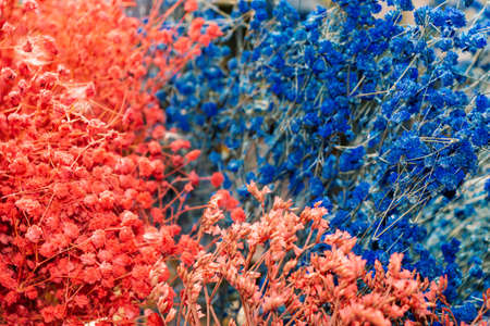 dyed dry colorful  flower for doceration purposesの写真素材