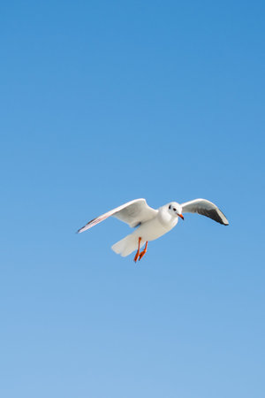 Seagull flying in sky. Seagull flying sky as freedom concept