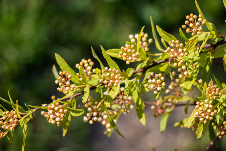 Colorful flowers bloom in the spring in trees