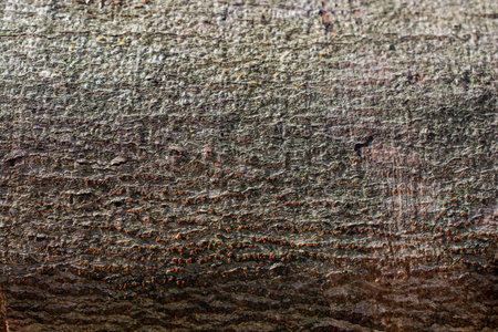 Close up tree bark texture as a  wooden background