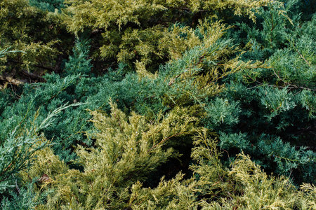 Tree leaves as floral nature background  texture