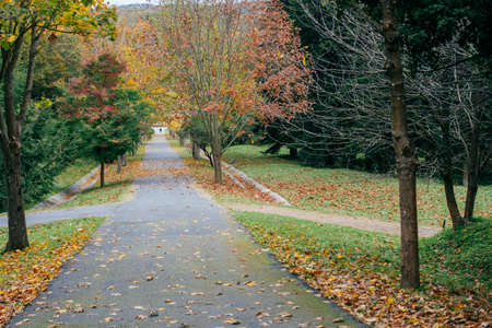 Beautiful dry leaves as an autumn background textureの写真素材