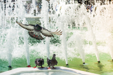 Thirsty pigeons drink water on a hot day at the fountainの写真素材