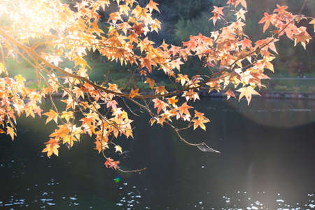 Autumn leaves texture for background. leaf background texture on waterの写真素材