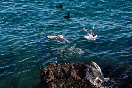 Seagulls are on and  over the sea waterの写真素材