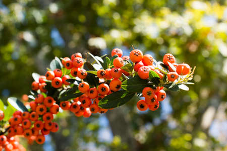 Wild fruit found in the tree in natureの写真素材