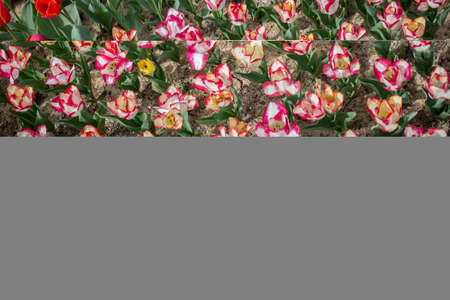 Colorful tulip flowers bloom in the spring  gardenの写真素材