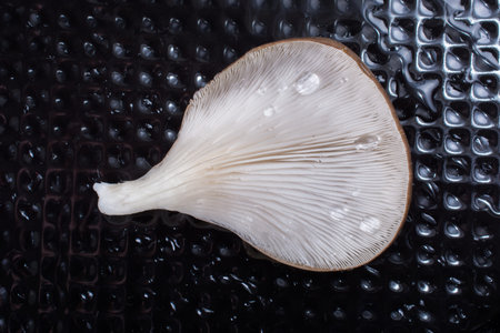 Oyster mushroom or Pleurotus ostreatus as easily cultivated mushroom